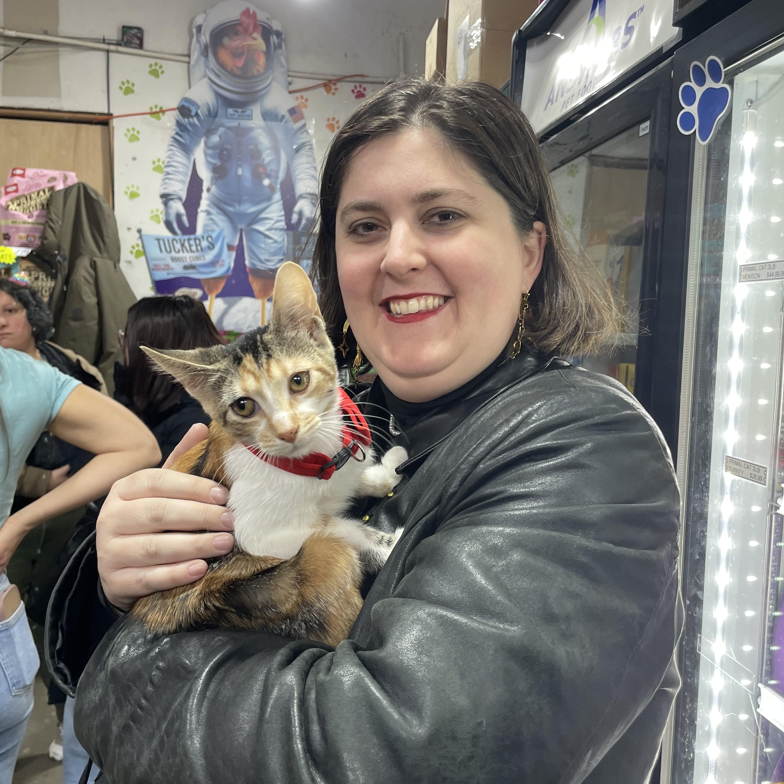 Enlarge Cali, an adopted Calico in Bayside, NY image 4/4
