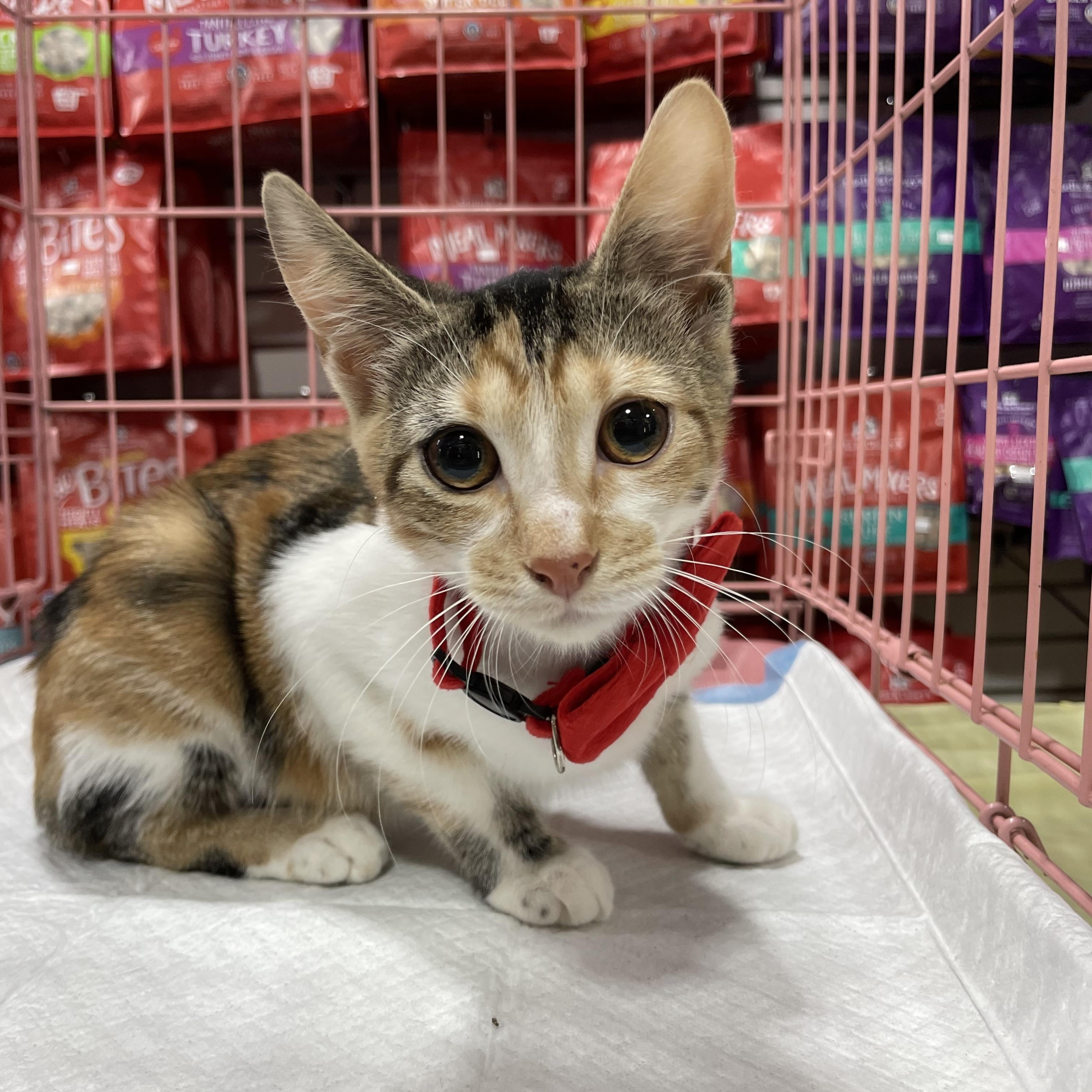 Enlarge Cali, an adopted Calico in Bayside, NY image 1/4