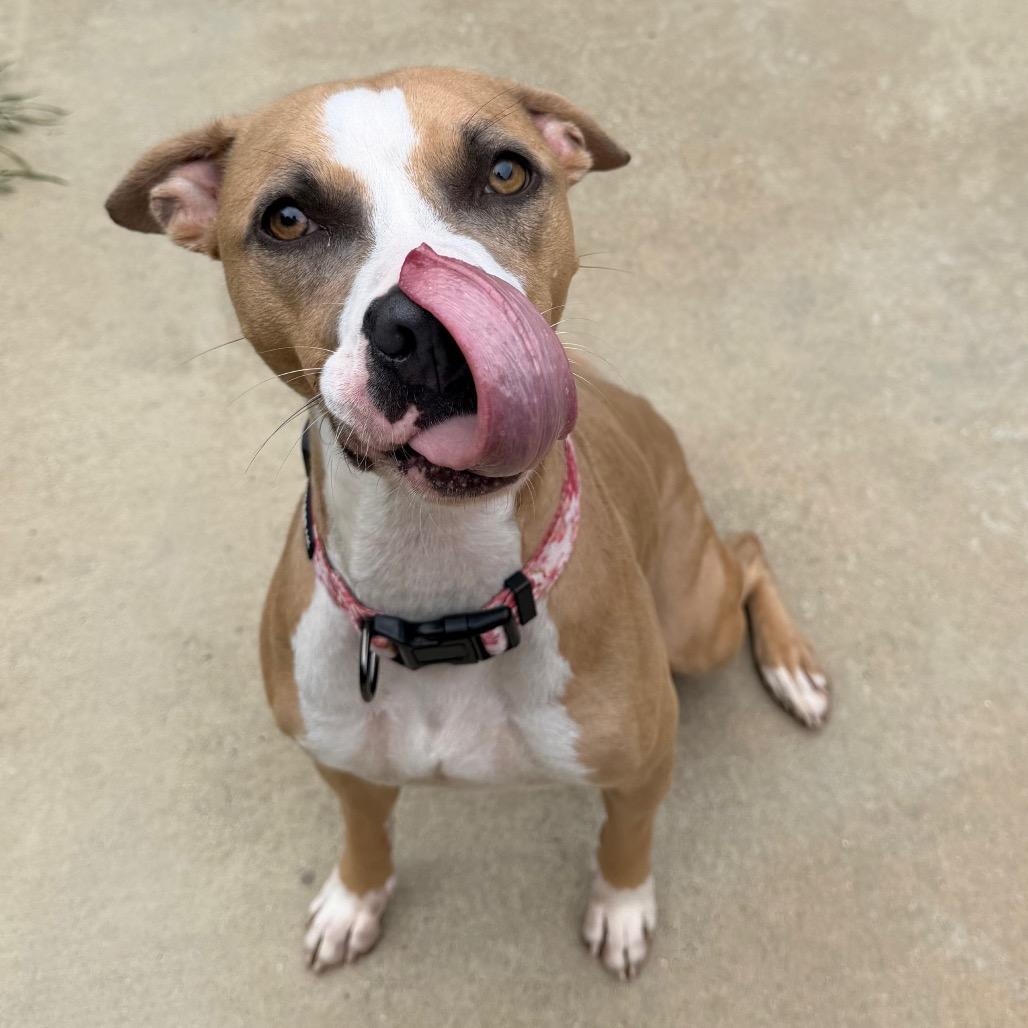 Enlarge Matcha 1128, a Adoptable Mixed Breed in Columbus, GA image 1/6