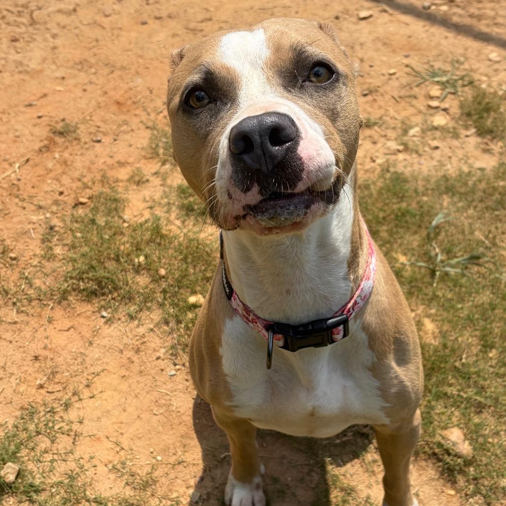 Enlarge Matcha 1128, a Adoptable Mixed Breed in Columbus, GA image 2/6