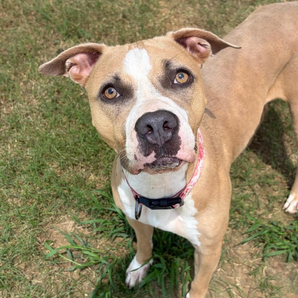 Enlarge Matcha 1128, a Adoptable Mixed Breed in Columbus, GA image 3/6