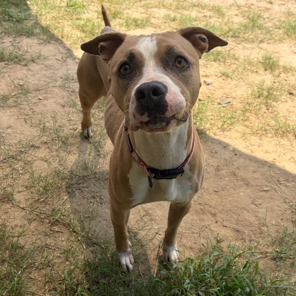 Enlarge Matcha 1128, a Adoptable Mixed Breed in Columbus, GA image 4/6
