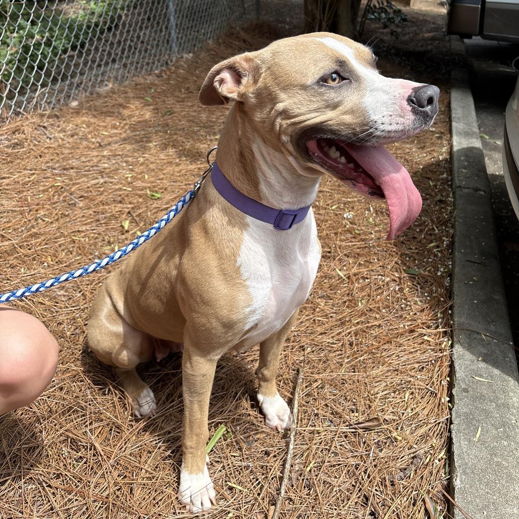 Enlarge Matcha 1128, a Adoptable Mixed Breed in Columbus, GA image 5/6