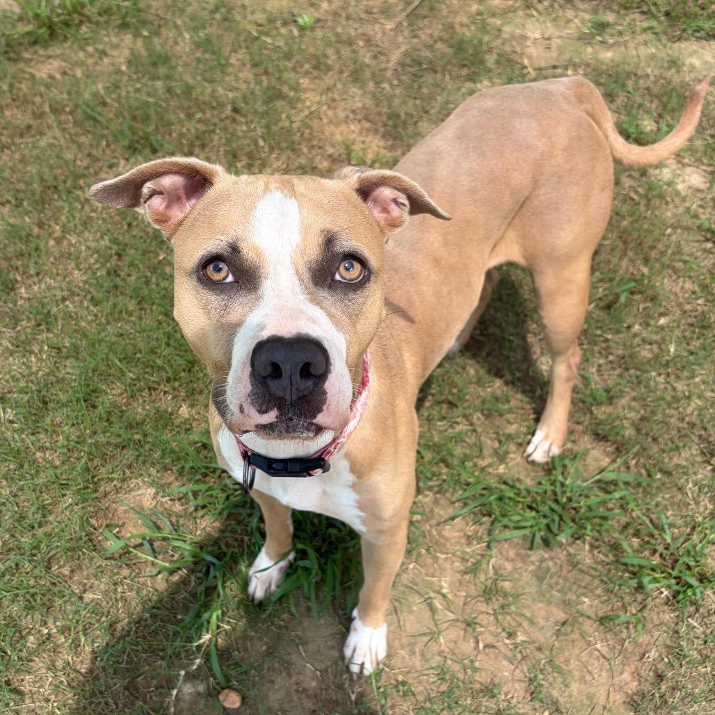 Enlarge Matcha 1128, a Adoptable Mixed Breed in Columbus, GA image 6/6