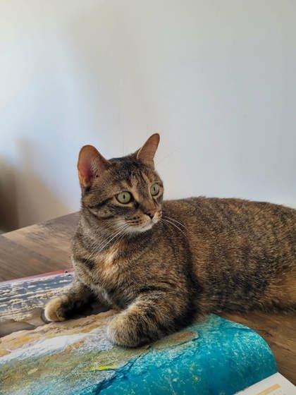 Kleo, Adoptable, Young Female Domestic Short Hair & Domestic Short Hair.