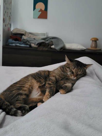 Kleo, Adoptable, Young Female Domestic Short Hair & Domestic Short Hair.