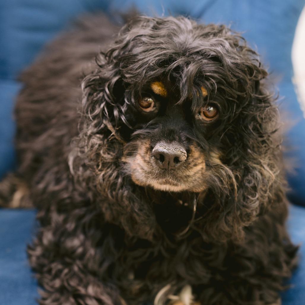 Solar E Klips, ADOPTABLE, Adult Female Cocker Spaniel.