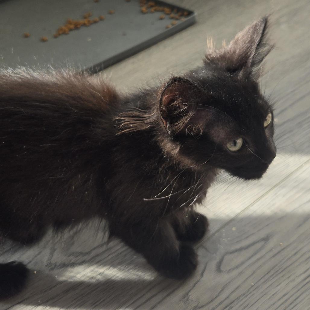 Messy Burrito, Adoptable, Kitten Female Domestic Medium Hair.