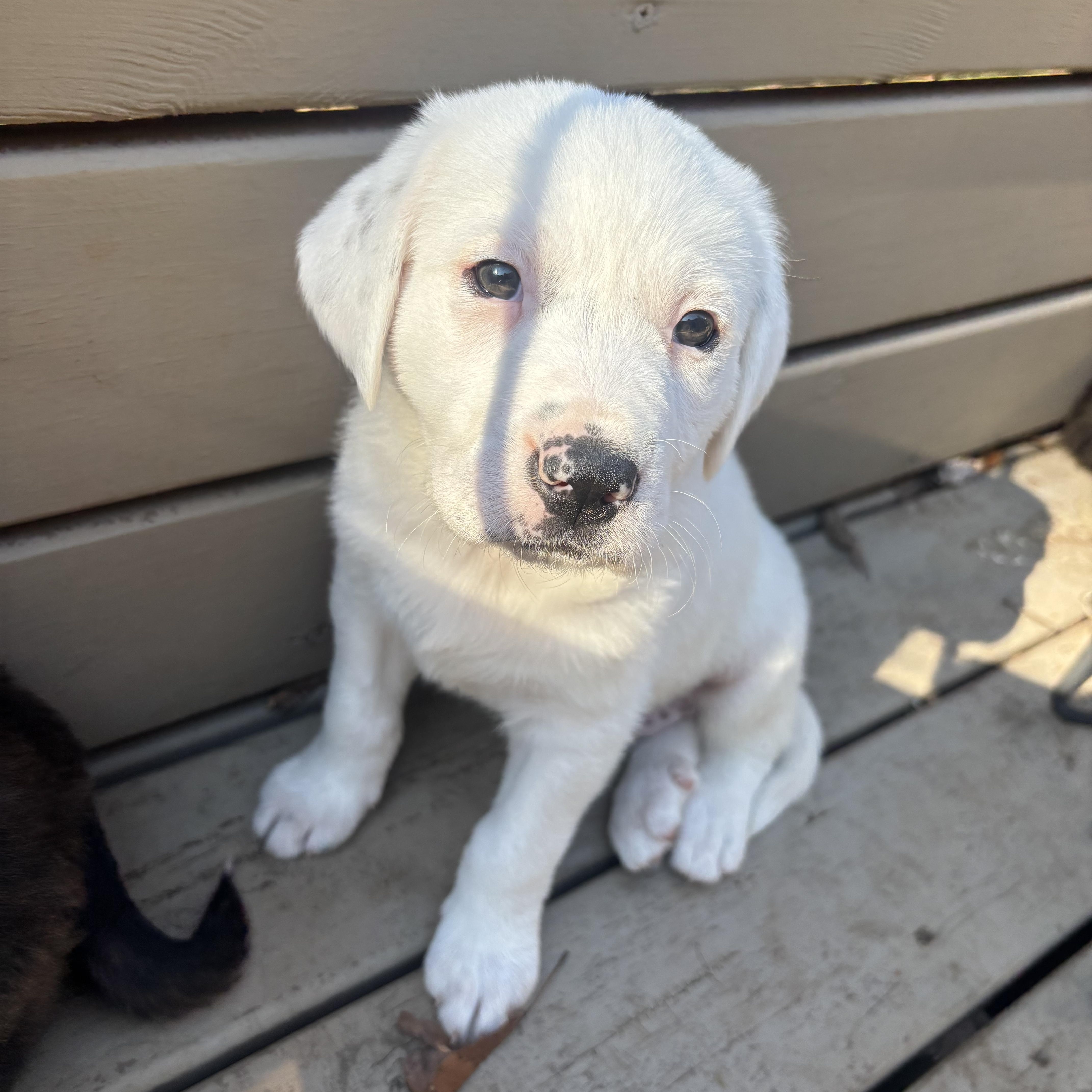 Loaf, adopted, Puppy Male Great Pyrenees & Husky.