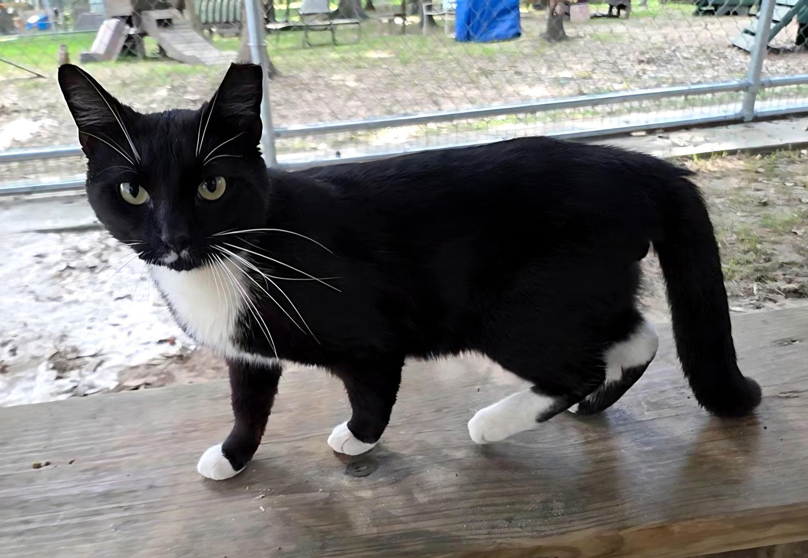 Enlarge Rider, a Adoptable mixed breed in Magnolia Springs, AL image 1/3