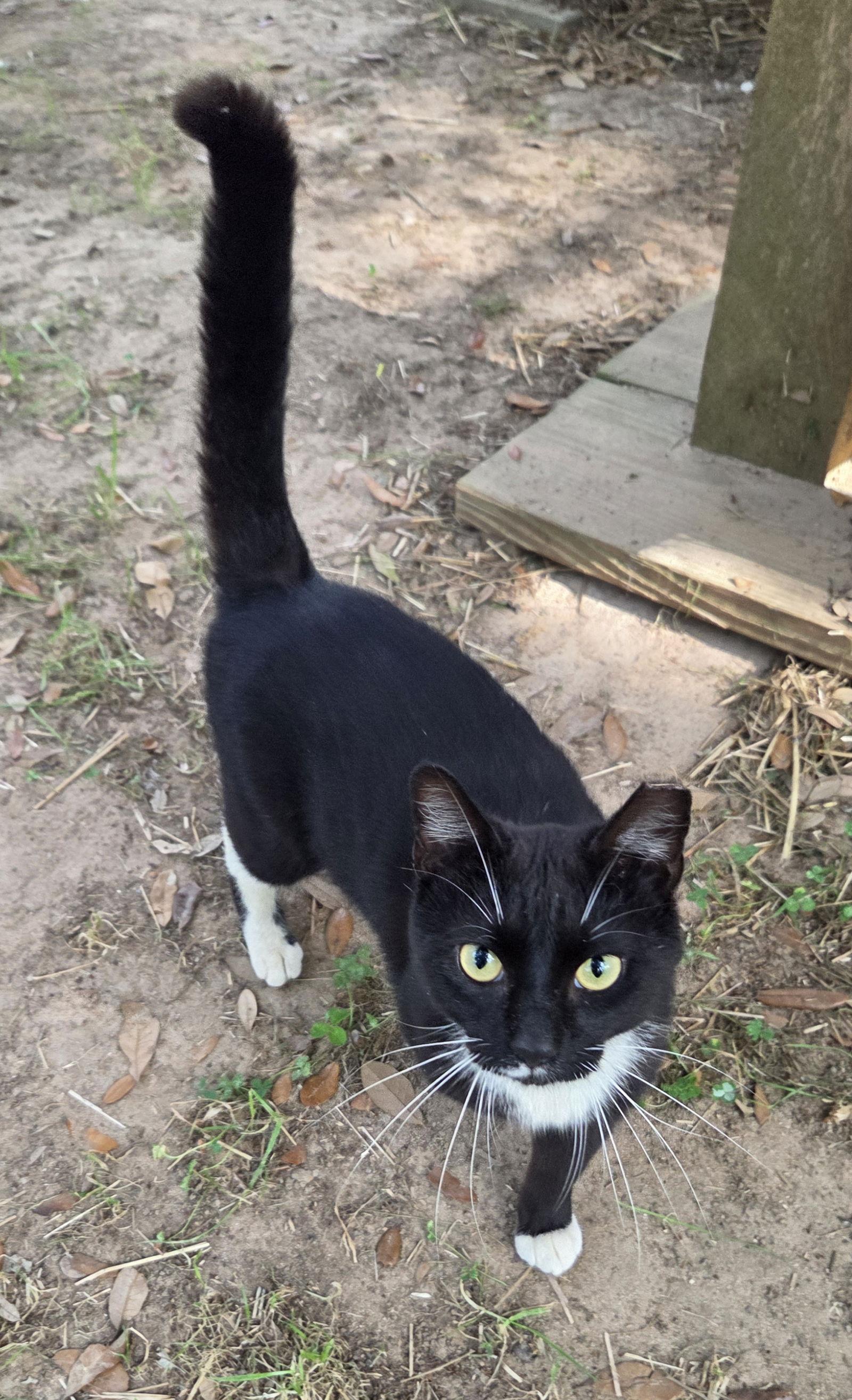 Enlarge Rider, a Adoptable mixed breed in Magnolia Springs, AL image 3/3
