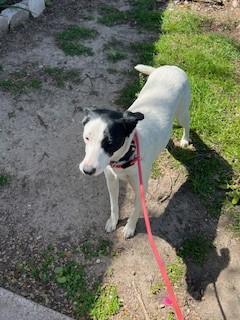 Enlarge Quinn, an adopted Mixed Breed in Weatherford, TX image 4/6