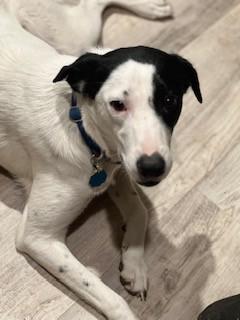 Enlarge Quinn, a ADOPTABLE Mixed Breed in Weatherford, TX image 3/6