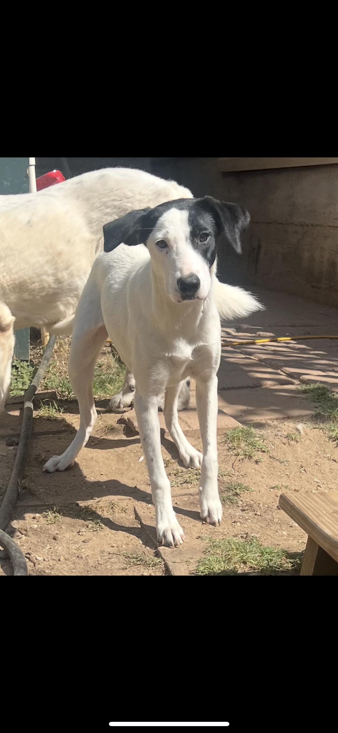 Quinn, ADOPTABLE, Young Female Mixed Breed.