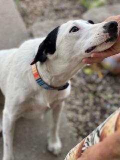 Enlarge Quinn, an adopted Mixed Breed in Weatherford, TX image 5/6