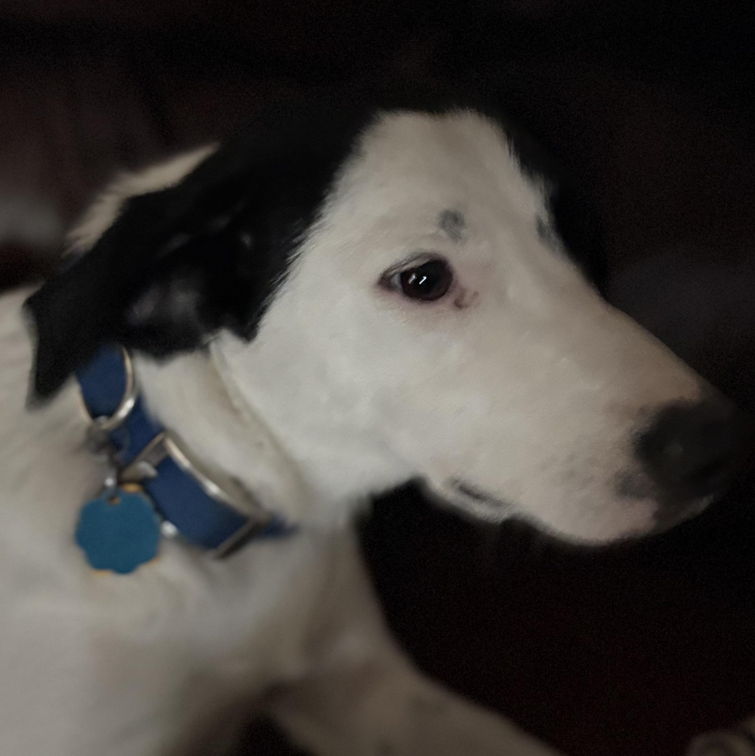 Enlarge Quinn, a ADOPTABLE Mixed Breed in Weatherford, TX image 6/6