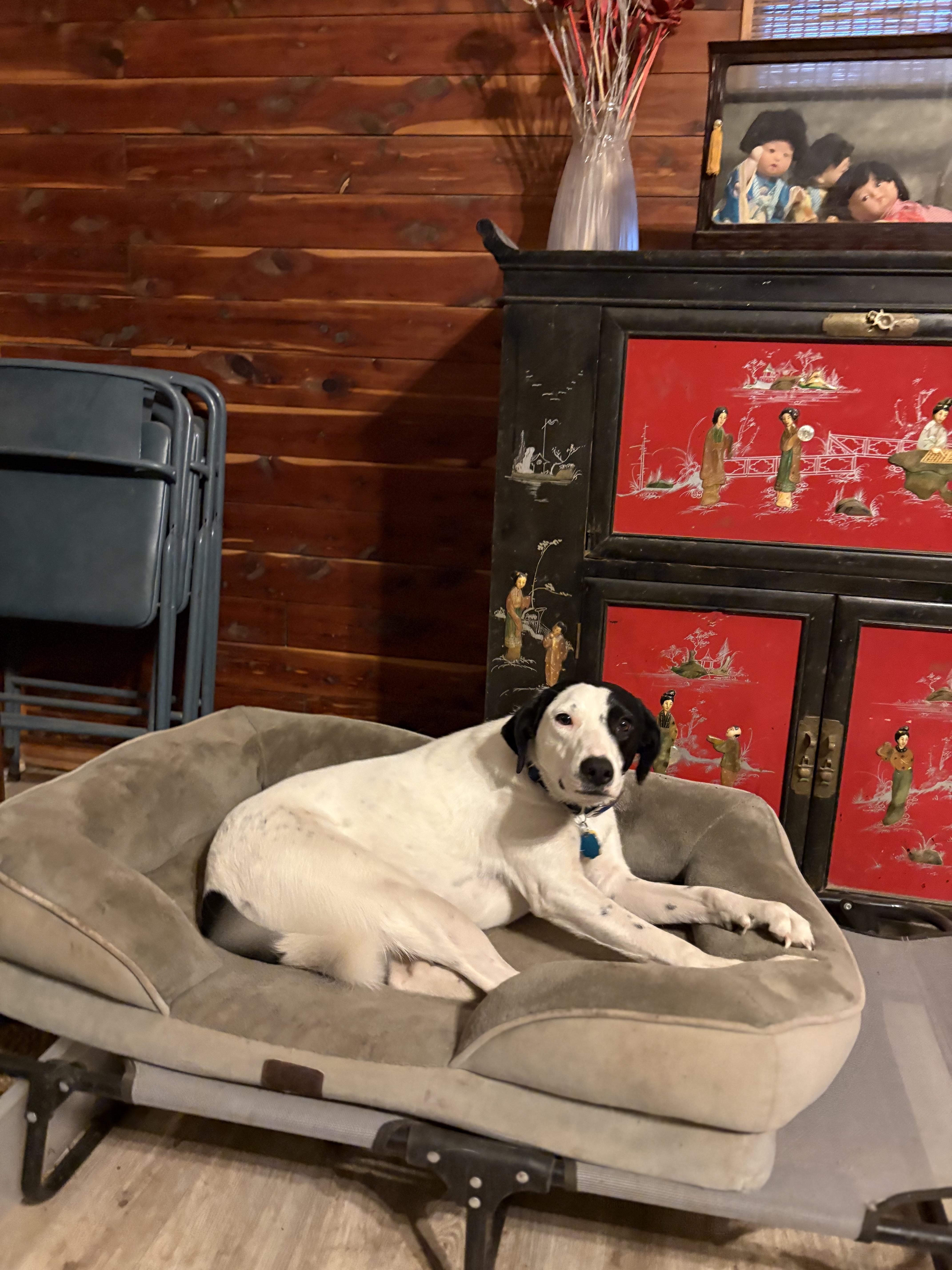 Enlarge Quinn, a ADOPTABLE Mixed Breed in Weatherford, TX image 5/6