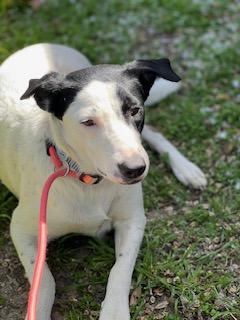 Enlarge Quinn, an adopted Mixed Breed in Weatherford, TX image 1/6