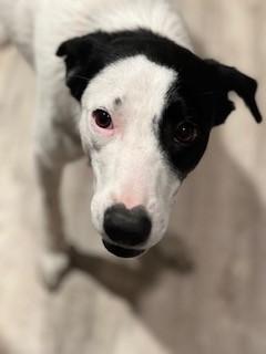 Enlarge Quinn, a ADOPTABLE Mixed Breed in Weatherford, TX image 4/6