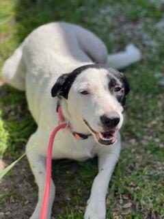 Enlarge Quinn, an adopted Mixed Breed in Weatherford, TX image 3/6