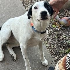 Enlarge Quinn, an adopted Mixed Breed in Weatherford, TX image 6/6