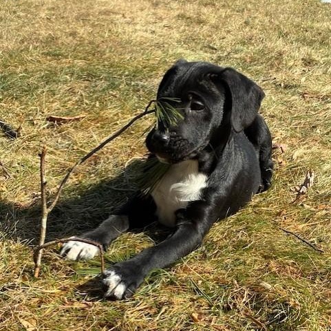 Montero-3/7/26, adopted, Puppy Male Black Labrador Retriever.