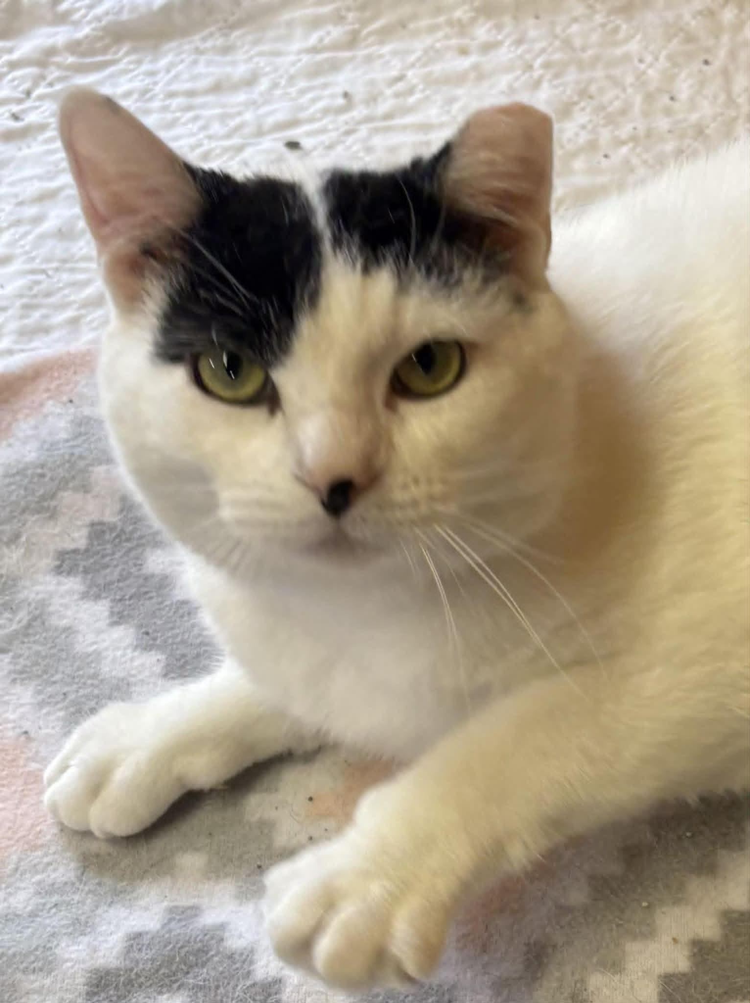 Vision, Adoptable, Adult Male Domestic Short Hair.