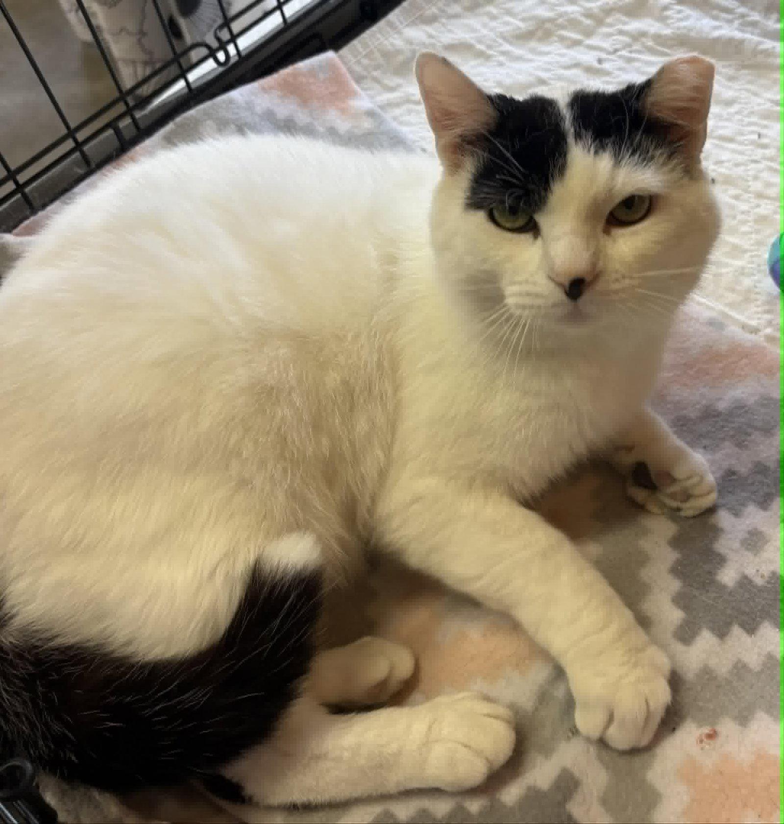 Enlarge Vision, a Adoptable Domestic Short Hair in Dalzell, IL image 2/3