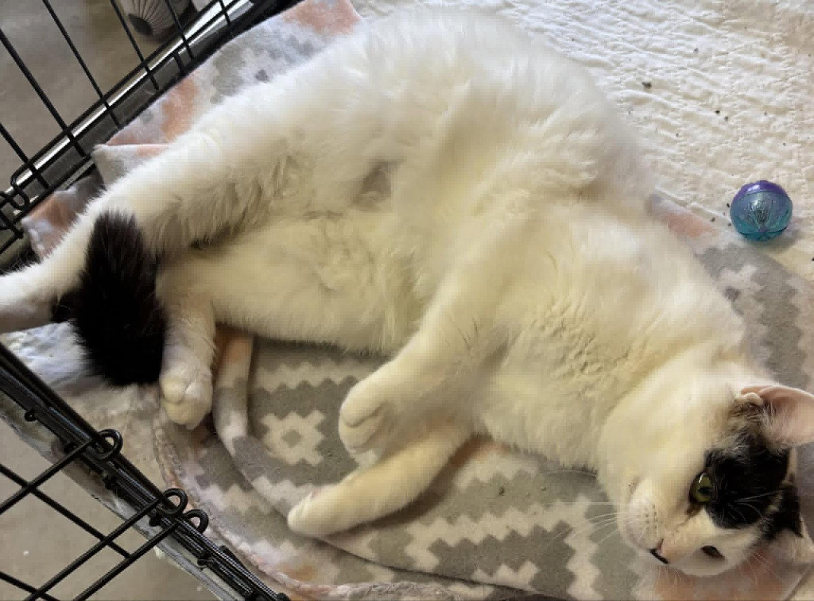 Enlarge Vision, a Adoptable Domestic Short Hair in Dalzell, IL image 3/3