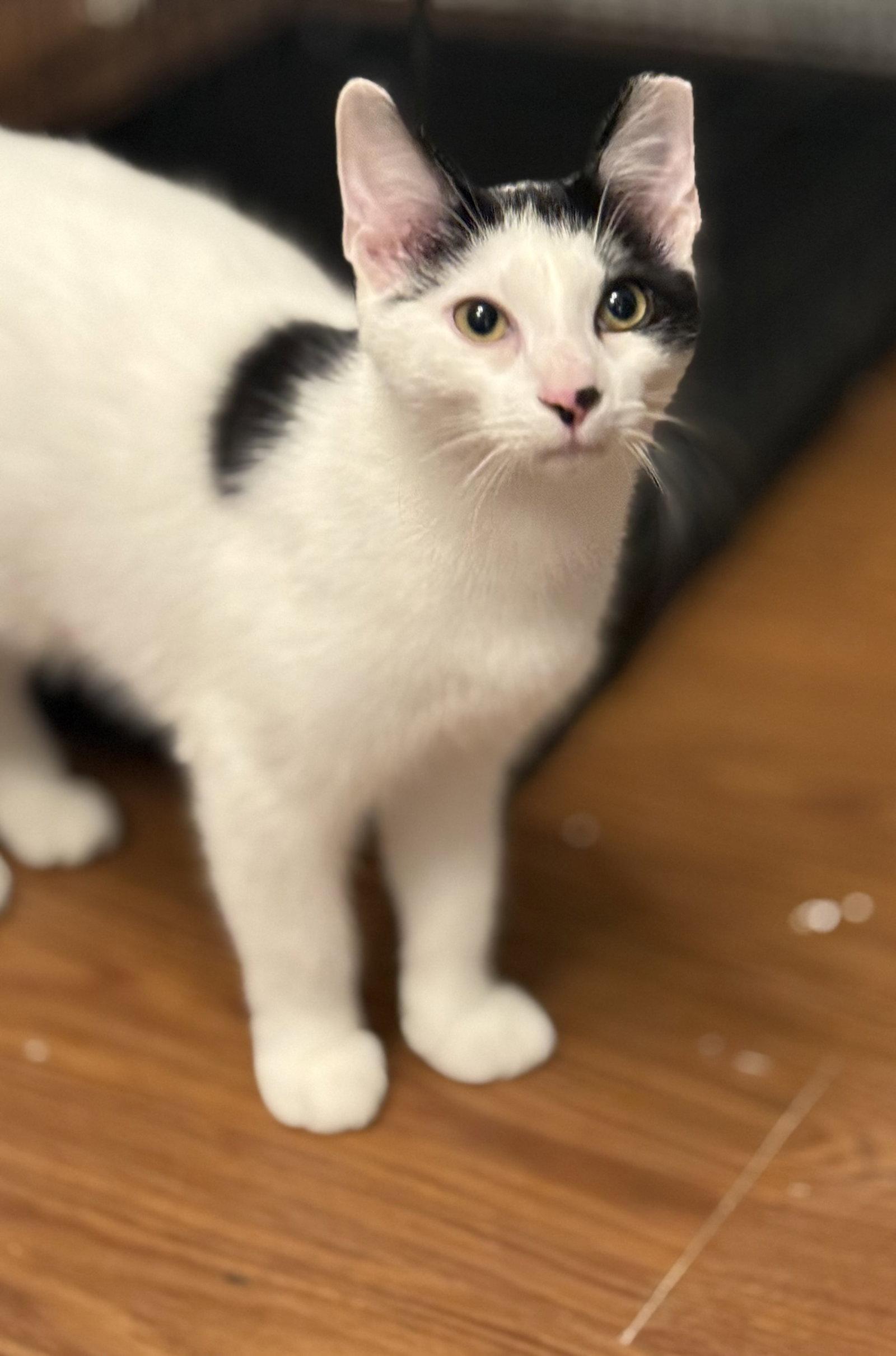 Cash, Adoptable, Young Male American Shorthair.