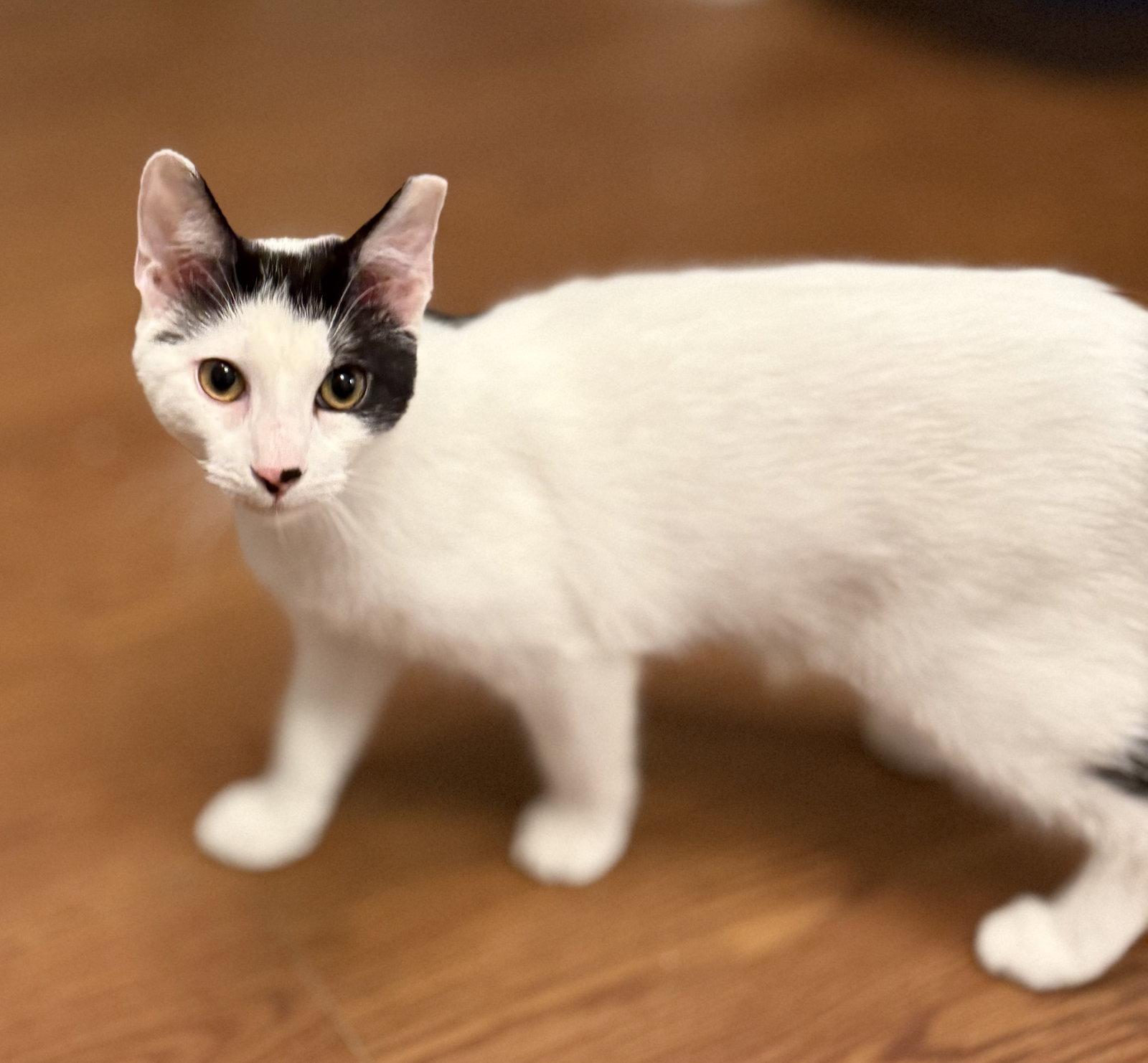 Enlarge Cash, a Adoptable American Shorthair in Bolivia, NC image 2/2