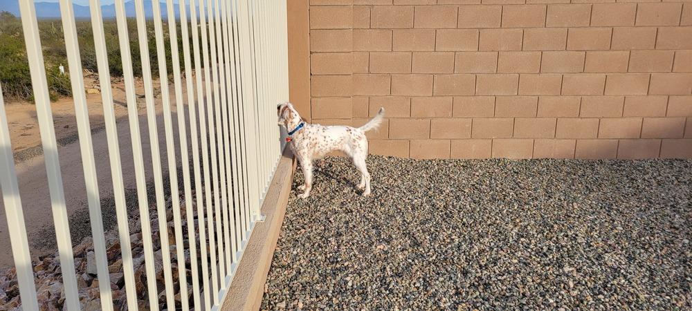 Enlarge Available - Patchee, a Adoptable English Setter in Havertown, PA image 4/6