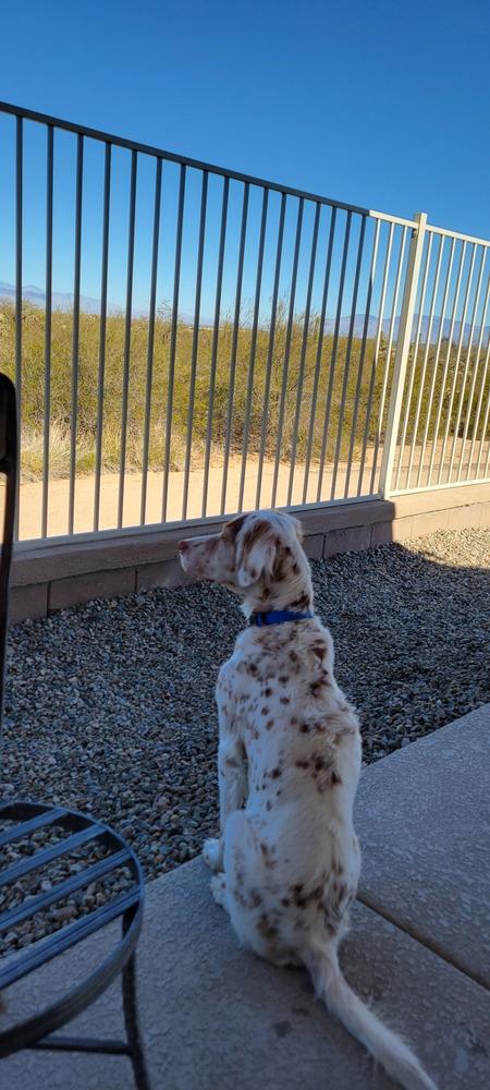 Enlarge Available - Patchee, a Adoptable English Setter in Havertown, PA image 5/6