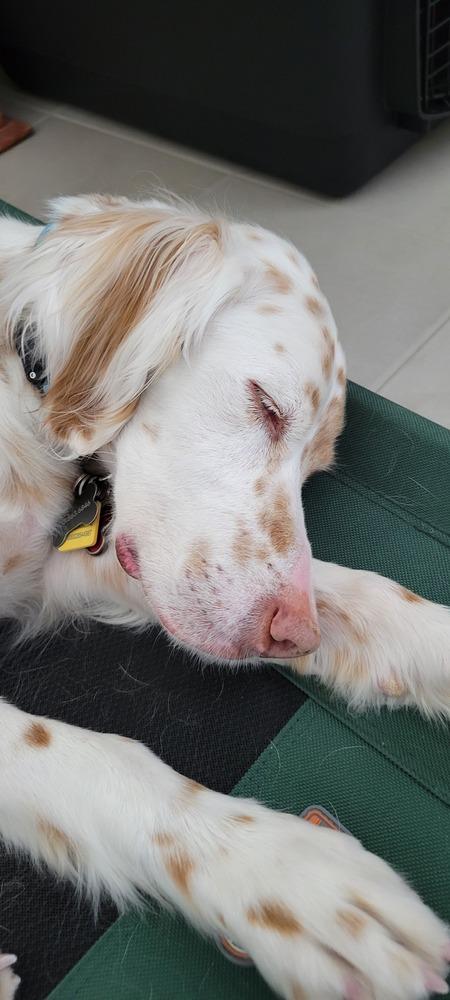 Enlarge Available - Patchee, a Adoptable English Setter in Havertown, PA image 2/6