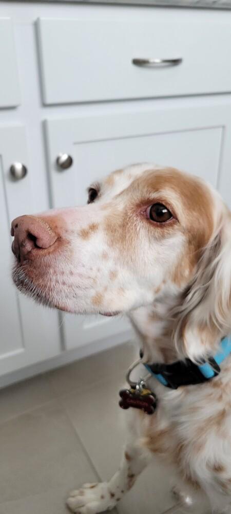 Enlarge Available - Patchee, a Adoptable English Setter in Havertown, PA image 1/6