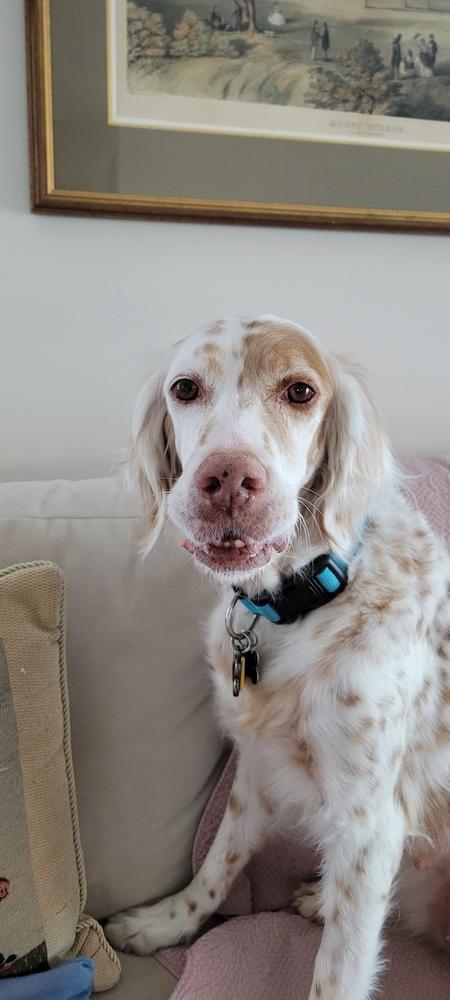 Enlarge Available - Patchee, a Adoptable English Setter in Havertown, PA image 2/6