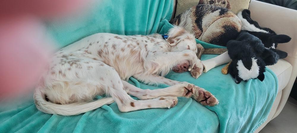 Enlarge Available - Patchee, a Adoptable English Setter in Havertown, PA image 3/6