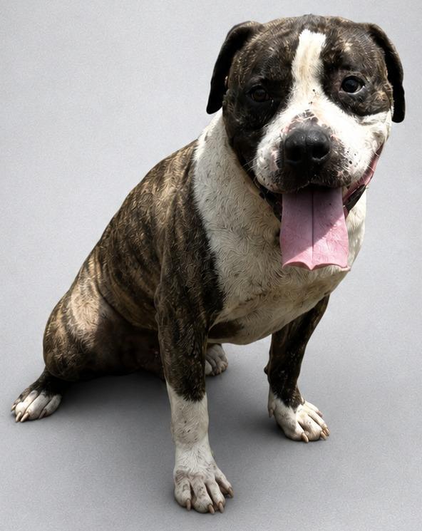 Buster, Adoptable, Adult Male Terrier.