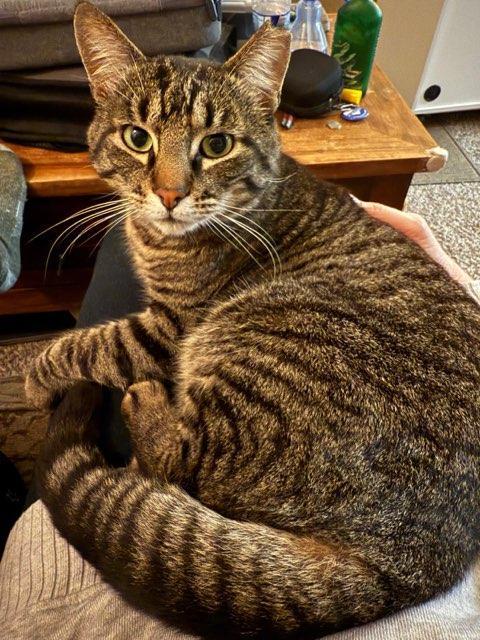 Enlarge Buddy, a Adopted Domestic Short Hair in Woodland, CA image 1/3