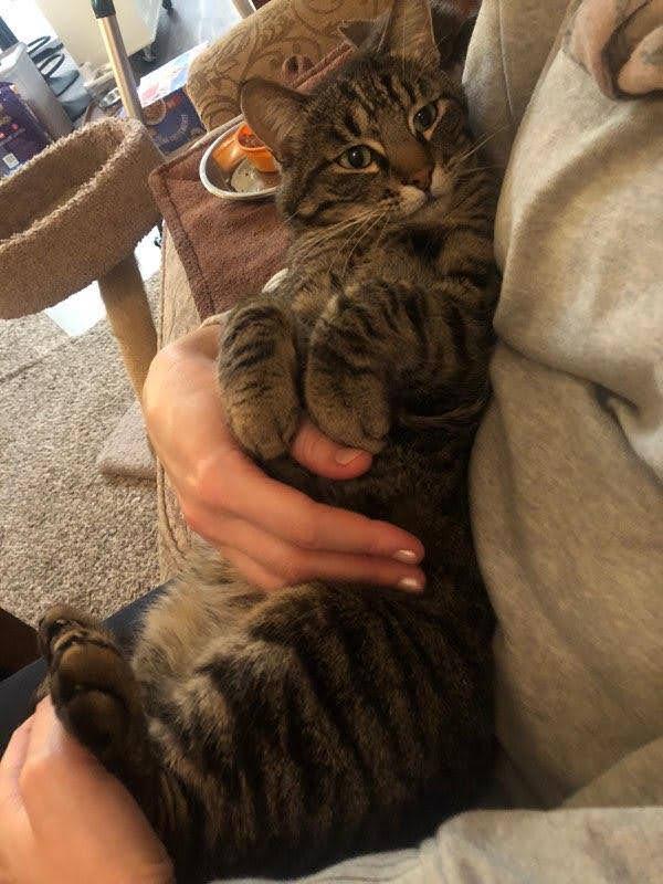 Enlarge Buddy, a Adopted Domestic Short Hair in Woodland, CA image 2/3