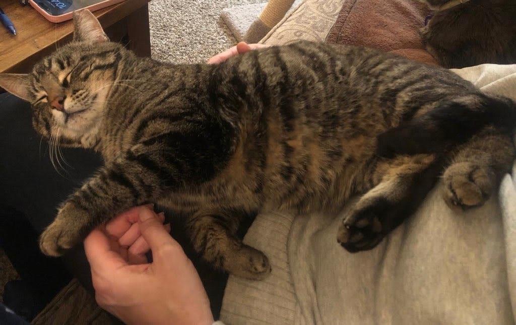 Enlarge Buddy, a Adopted Domestic Short Hair in Woodland, CA image 3/3