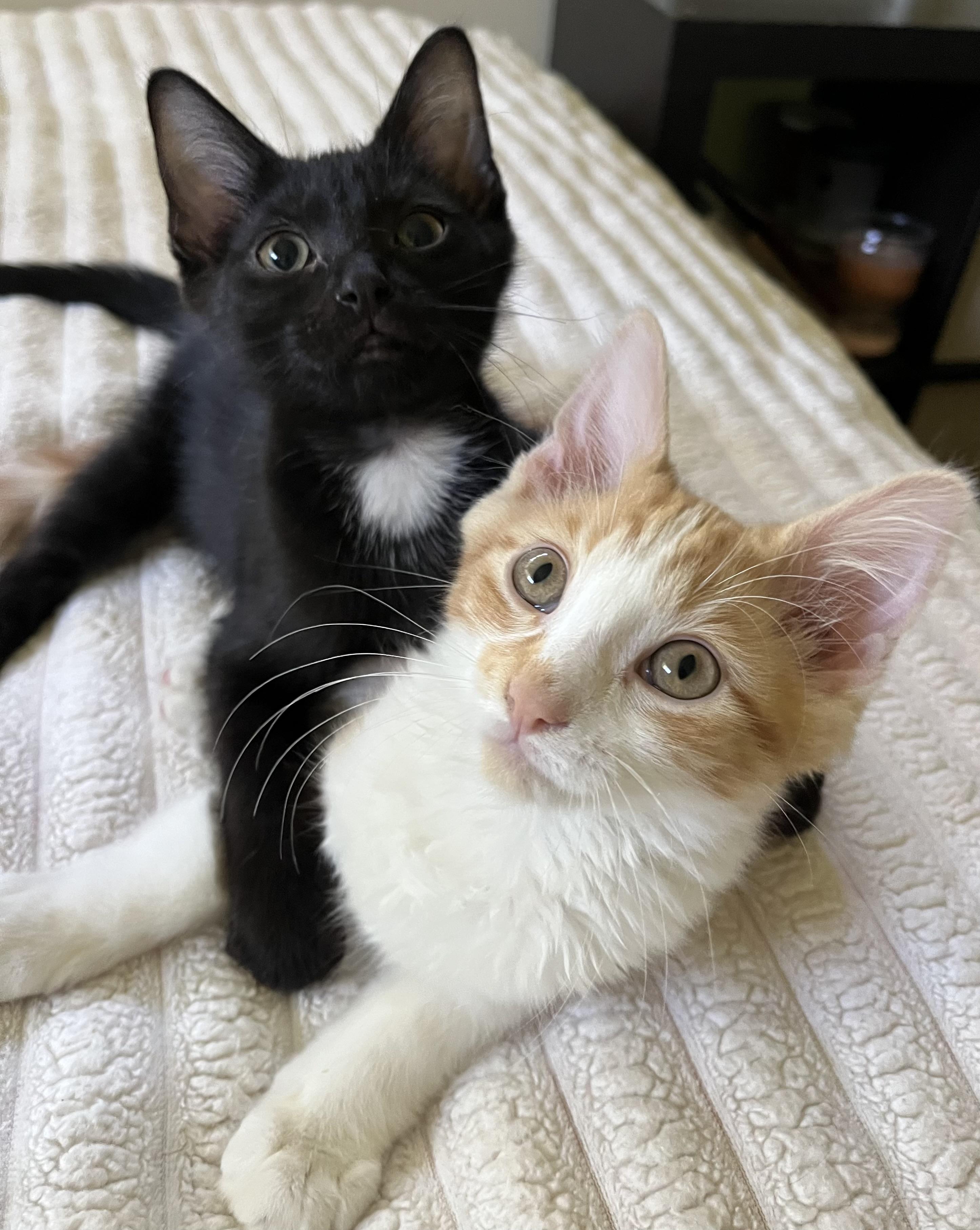 Eggs and Toast, adopted, Kitten Male Domestic Medium Hair.