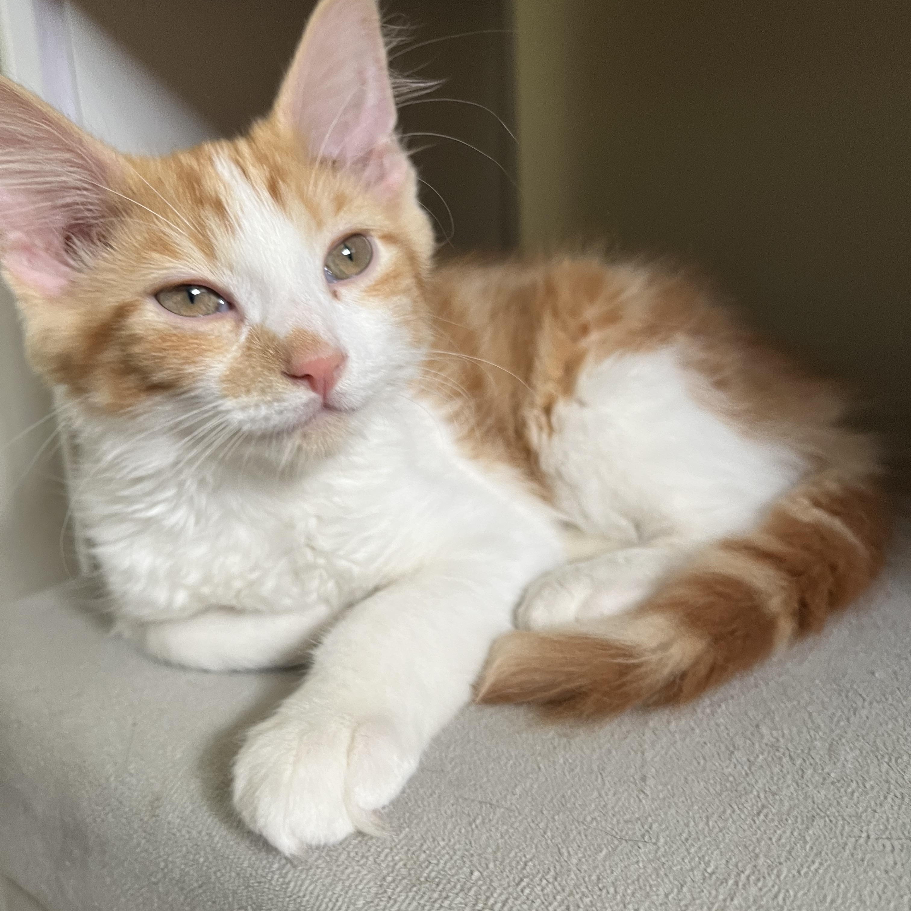 Eggs and Toast, an adopted Domestic Medium Hair in Moline, IL image 3/6