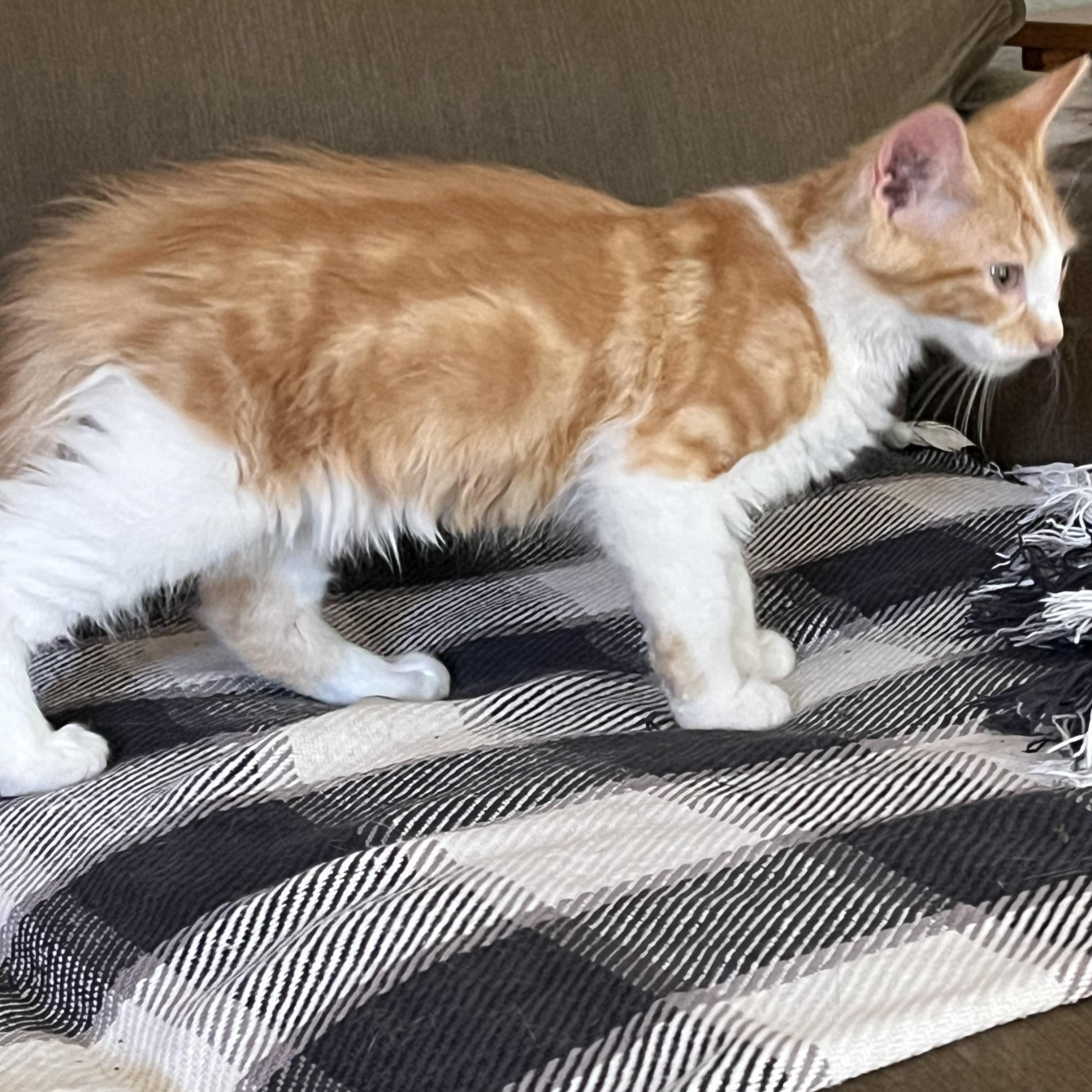Eggs and Toast, an adopted Domestic Medium Hair in Moline, IL image 2/6