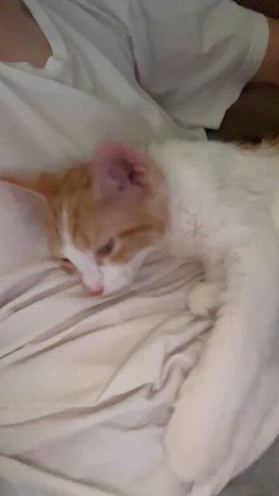 Enlarge Eggs and Toast, an adopted Domestic Medium Hair in Moline, IL video 6/6