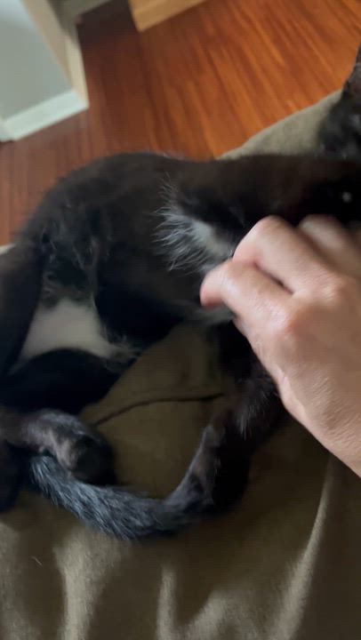Enlarge Eggs and Toast, an adopted Domestic Medium Hair in Moline, IL video 5/6