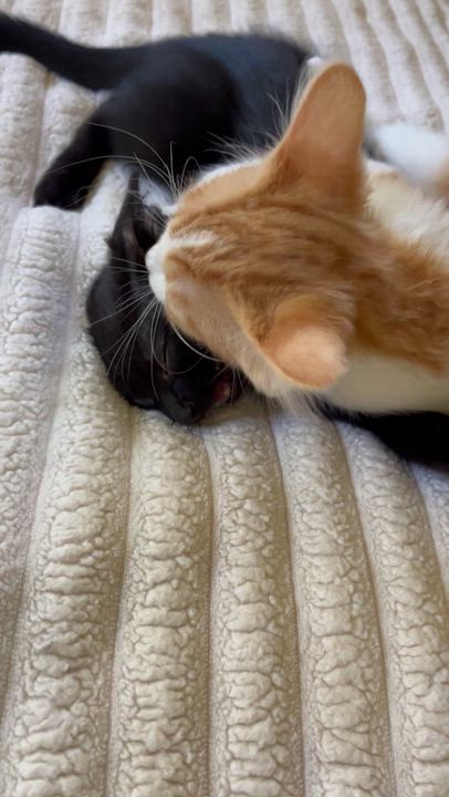 Enlarge Eggs and Toast, an adopted Domestic Medium Hair in Moline, IL video 4/6