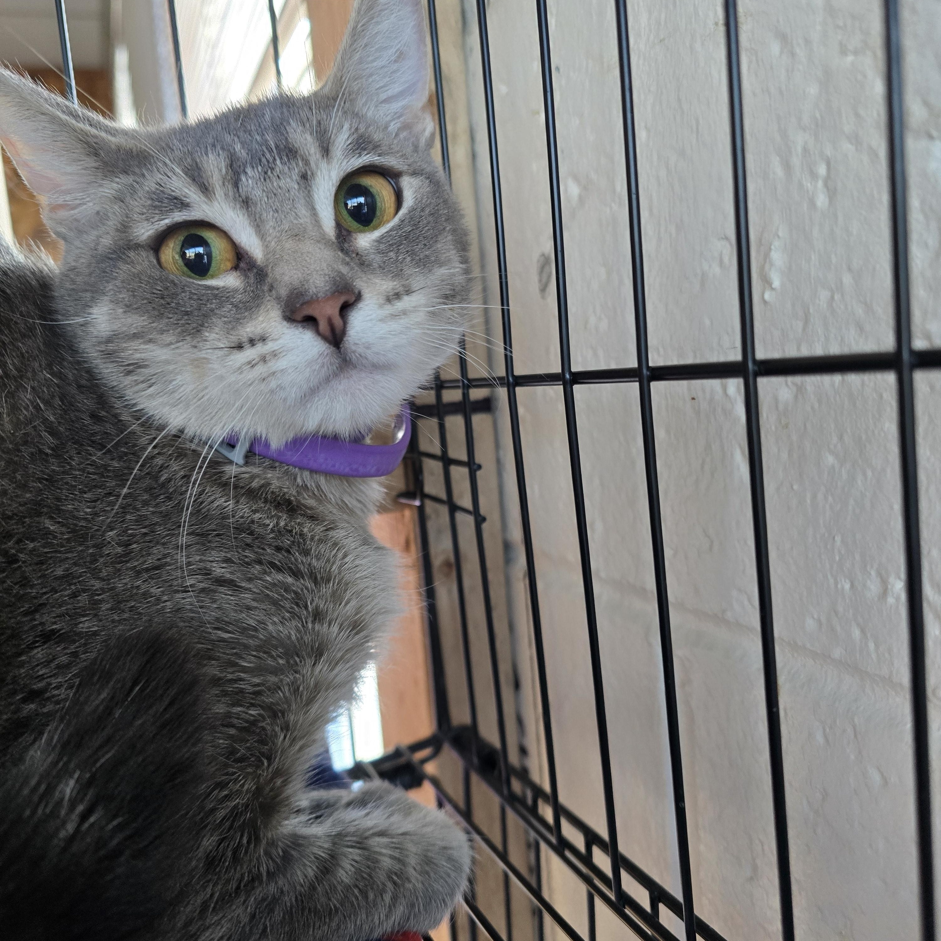 Enlarge Belle, a ADOPTABLE Abyssinian in Orange, CA image 3/4