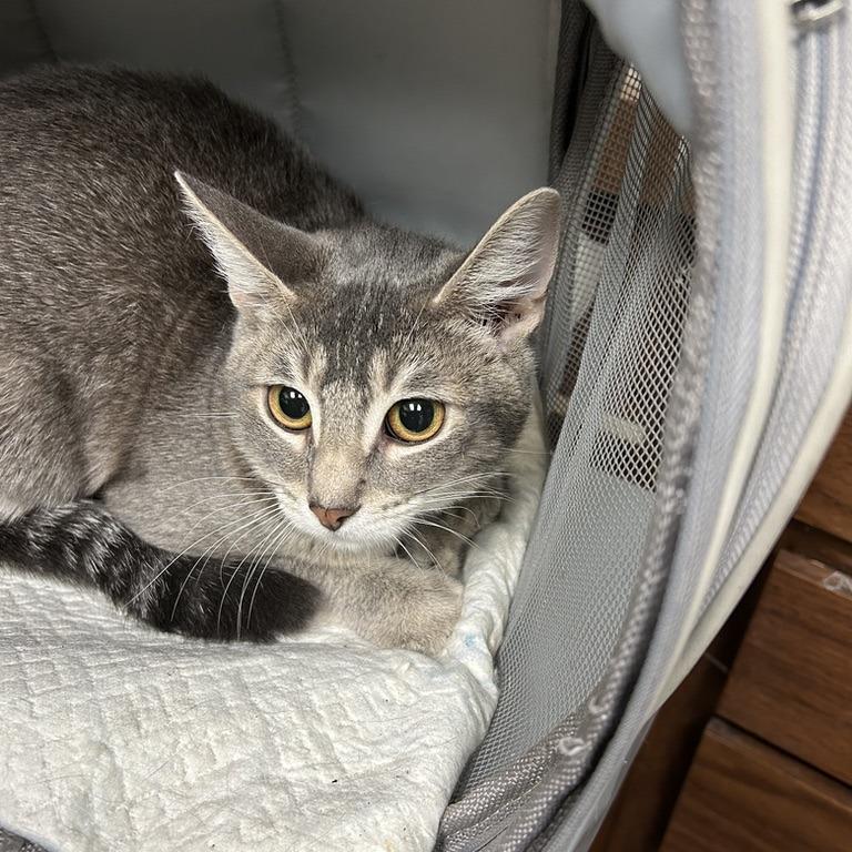 Belle, ADOPTABLE, Young Female Abyssinian.
