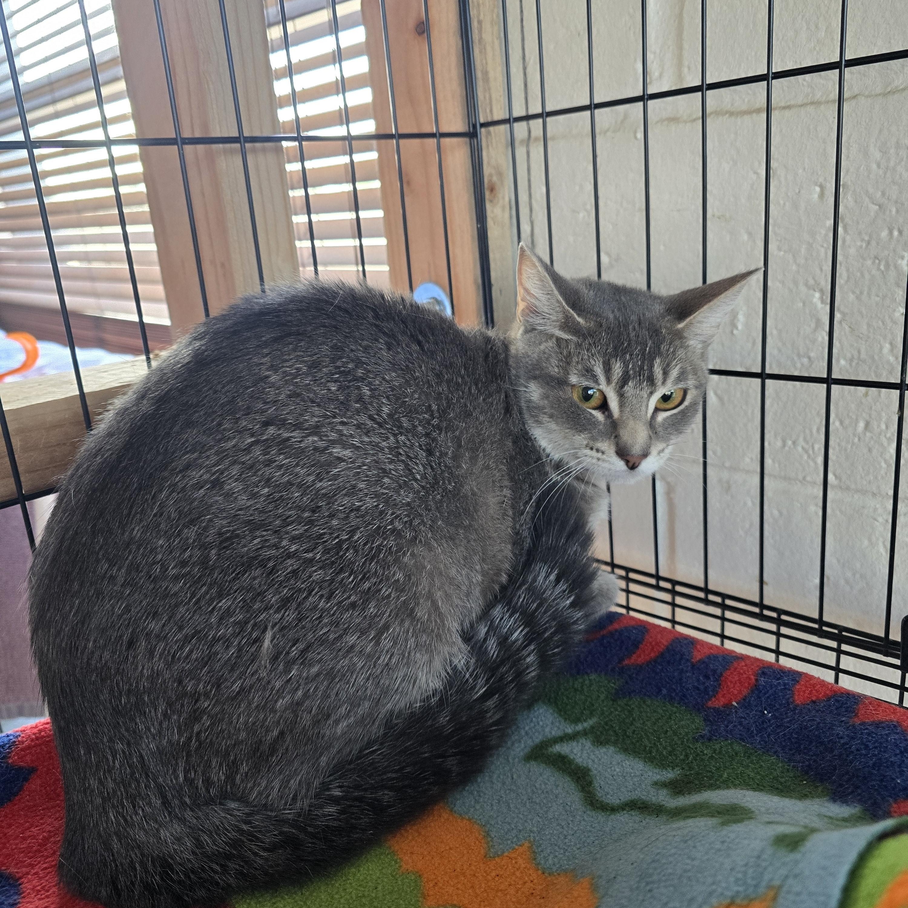Enlarge Belle, a ADOPTABLE Abyssinian in Orange, CA image 2/4